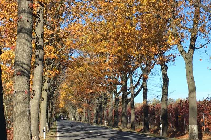 Herbstlich gefärbte Allee entlang einer Landstraße, die Bäume stehen dicht am Fahrbahnrand.