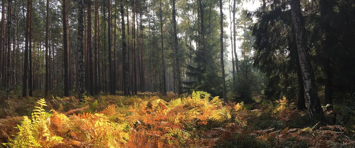 Lichter Kiefernbestand im Gegenlicht, davor leuchtet goldbraun gefärbter Adlerfarn im Herbst.