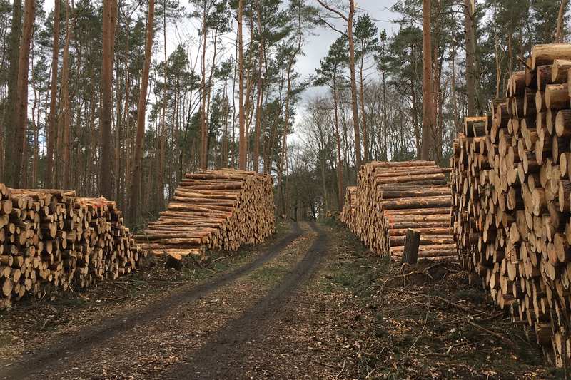 Aufgesetzte Holzpolter beidseitig eines Waldwegs in einem Kiefernbestand.
