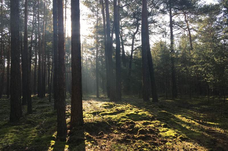 Kiefernbestand im Gegenlicht, die Sonne fällt flach zwischen den Stämmen hindurch.